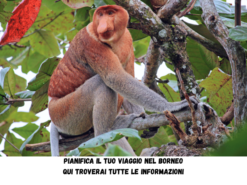 BORNEO VIAGGIO MALESIA